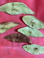 Platymiscium curuense