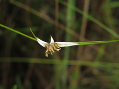 Rhynchospora blepharophora