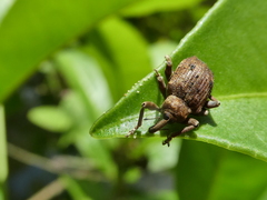 Phelypera distigma image