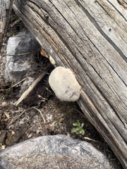 Spongiporus leucospongia