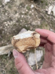 Spongiporus leucospongia