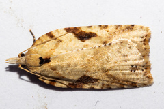 Leucotenes coprosmae