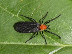Plecia americana