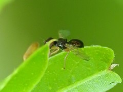 Rivellia maculipennis