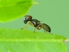 Rivellia maculipennis