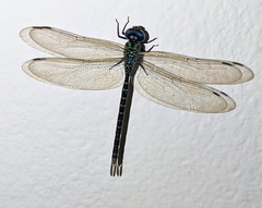 Triacanthagyna caribbea