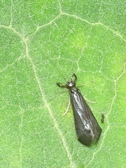 Mystacides sepulchralis