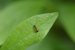 Dolichoderus plagiatus