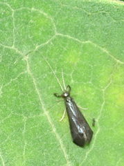 Mystacides sepulchralis