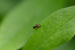 Dolichoderus plagiatus