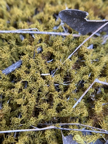 Pleurochaete