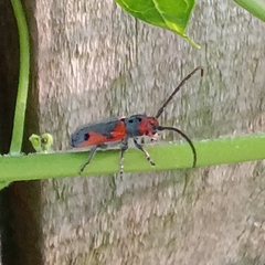 Tetraopes discoideus
