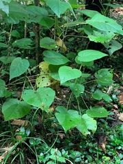 Urera caracasana