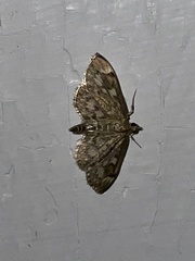 Anania coronata