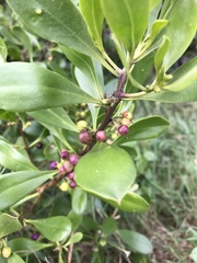 Myoporum acuminatum