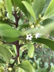Myoporum acuminatum