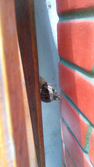 Opsiphanes invirae amplificatus