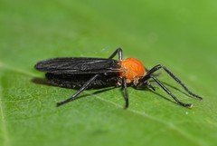Plecia americana
