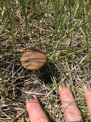 Inocybe nitidiuscula