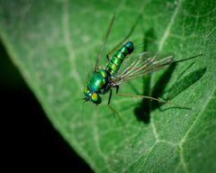 Condylostylus comatus