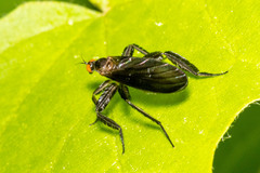Rhamphomyia longicauda