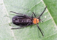 Plecia americana