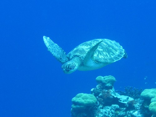 Green Sea Turtle
