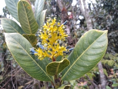 Palicourea weberbaueri