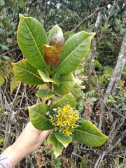 Palicourea weberbaueri