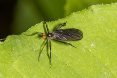 Rhamphomyia longicauda