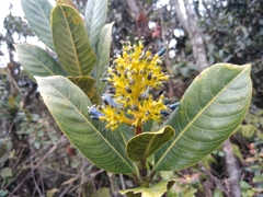 Palicourea weberbaueri