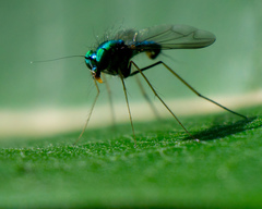 Condylostylus comatus