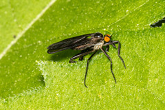 Rhamphomyia longicauda
