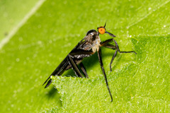 Rhamphomyia longicauda