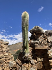 Trichocereus bertramianus