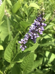 Orbexilum onobrychis