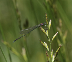 Enallagma vesperum