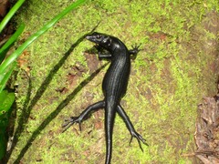 Emoia arnoensis