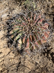 Echinopsis obrepanda