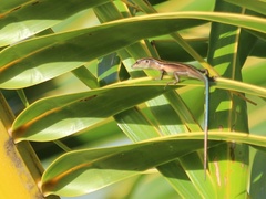 Emoia cyanura