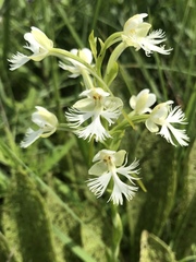 Platanthera leucophaea
