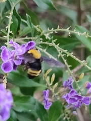 Bombus steindachneri
