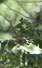 Herpsilochmus longirostris