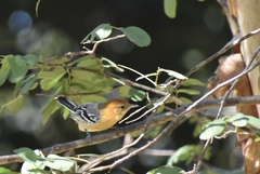 Herpsilochmus longirostris