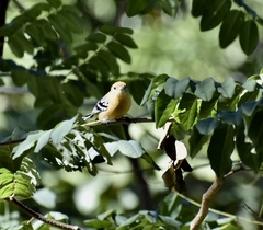 Herpsilochmus longirostris