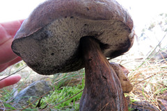 Phlebopus marginatus