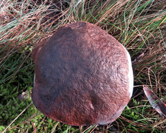 Phlebopus marginatus