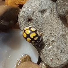Oenopia lyncea