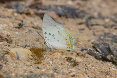 Polyura delphis