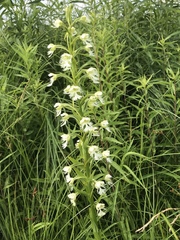 Platanthera leucophaea